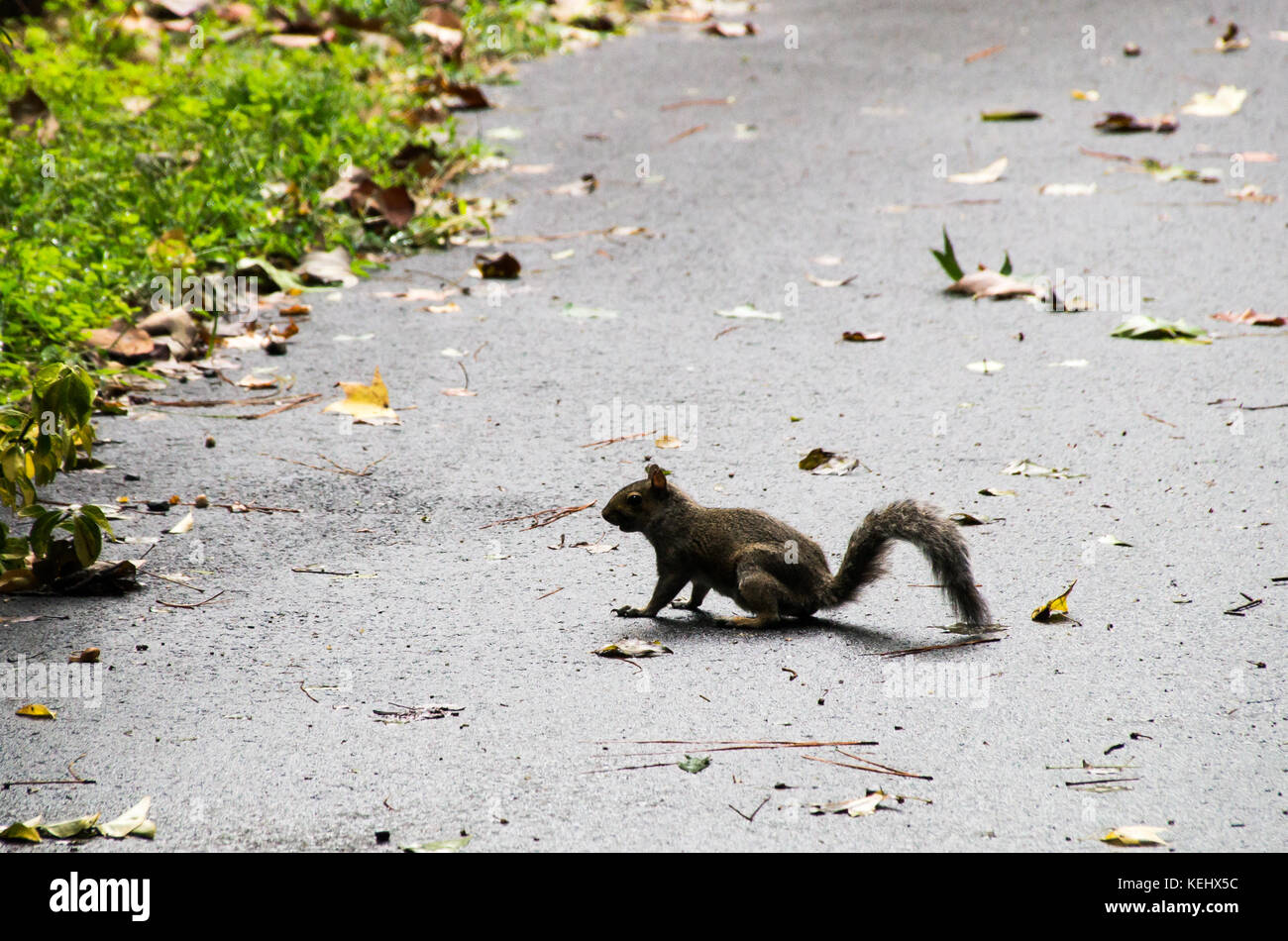 Squirrel on a wet pavement Stock Photo