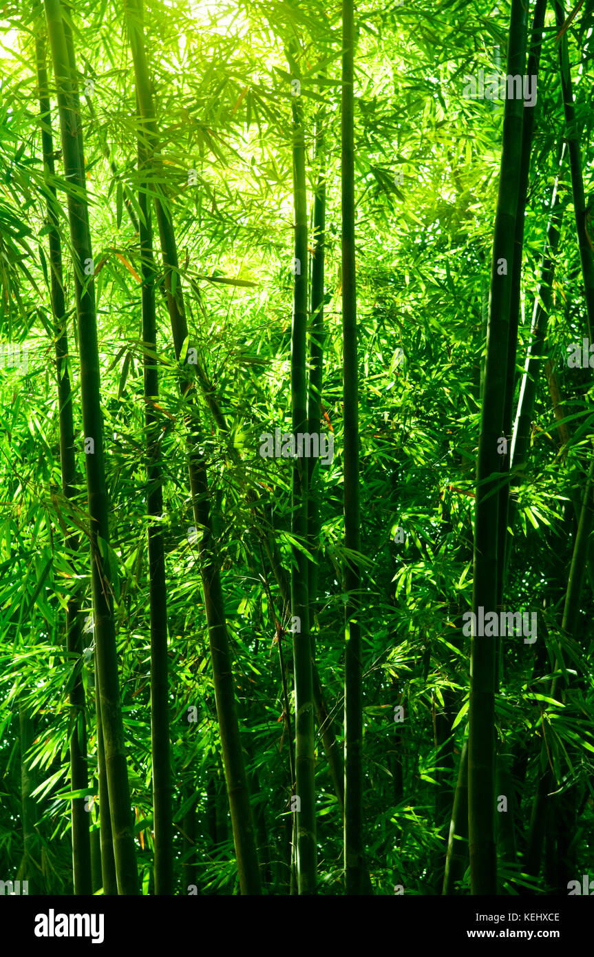 Lanscape of bamboo tree in tropical rainforest, Malaysia Stock Photo