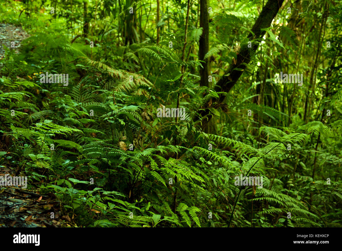 Landscape view in tropical green forest Stock Photo - Alamy