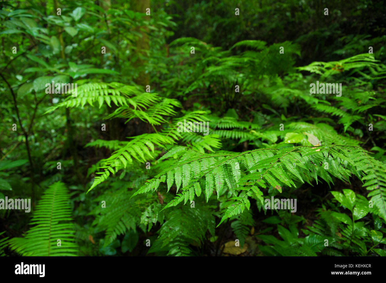 Plants in tropical green forest Stock Photo - Alamy