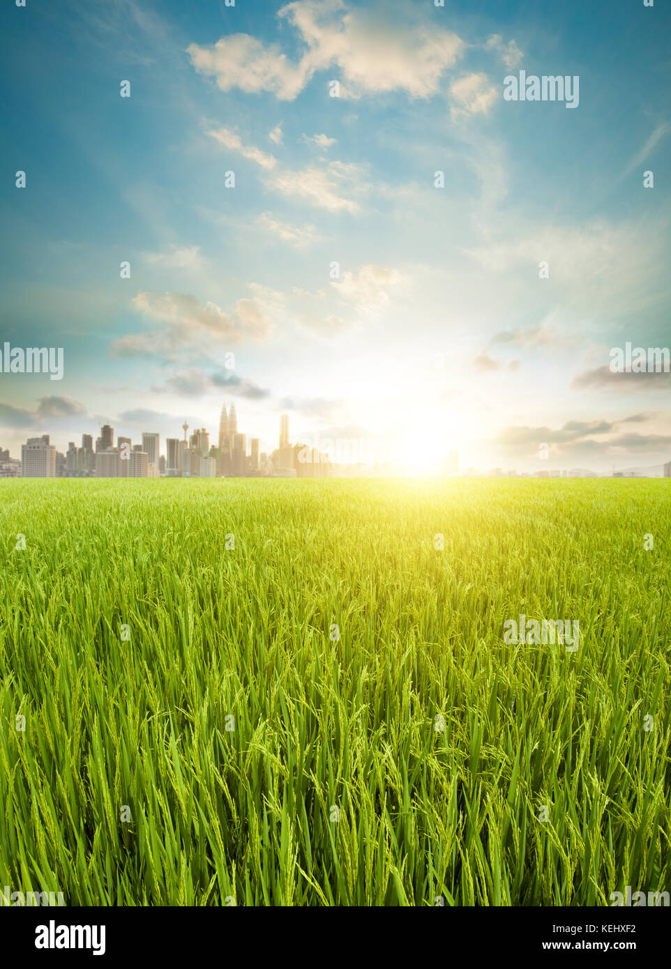 Malaysia landscape sunrise view, paddy field at foreground, kuala ...