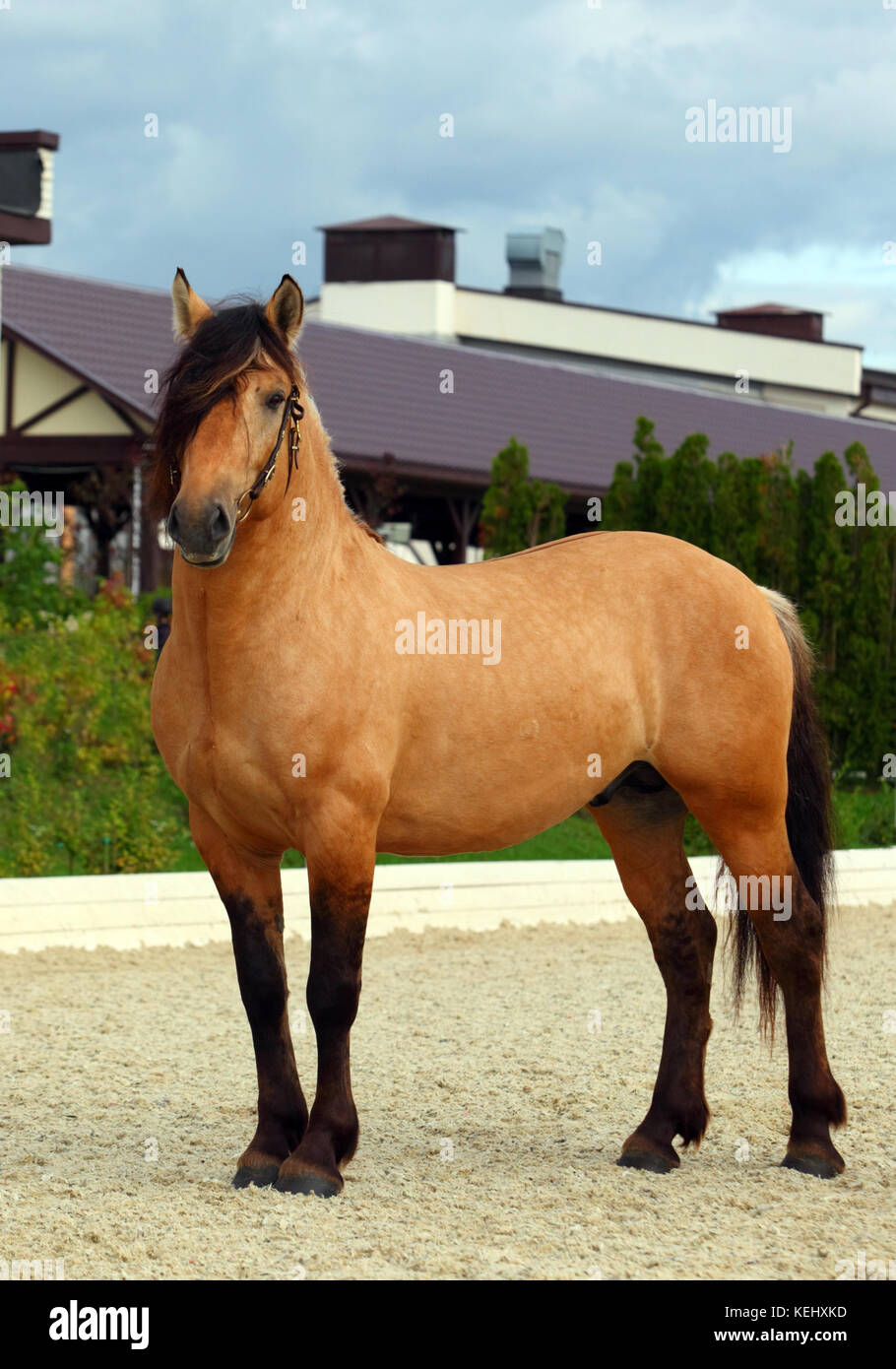 Embout De Cheval Paso Fino – Barre Avec Rouleaux Cuivre Et Acier, Tige 5.5", Neuf !