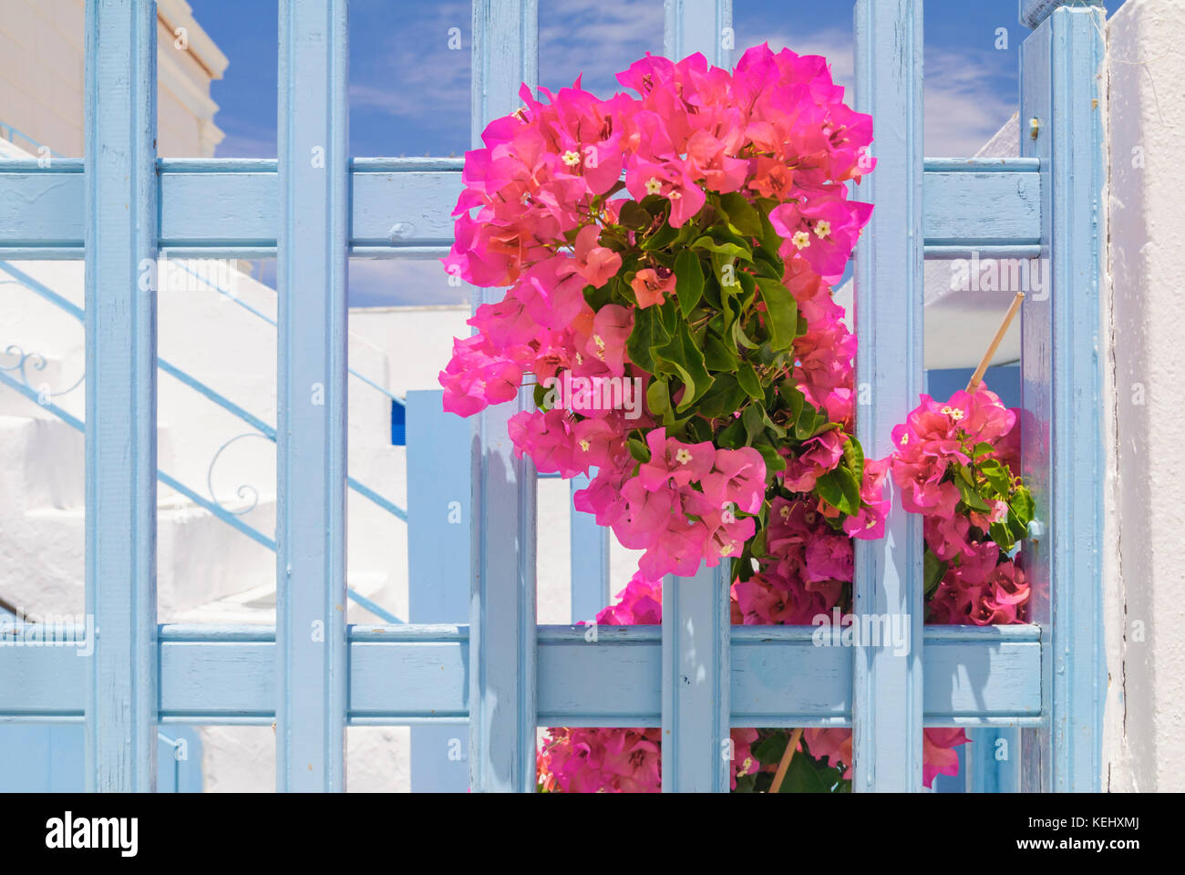 Pink Bougainvillea climbs through a blue picket fence against a whitewashed house in Paros, Greece Stock Photo