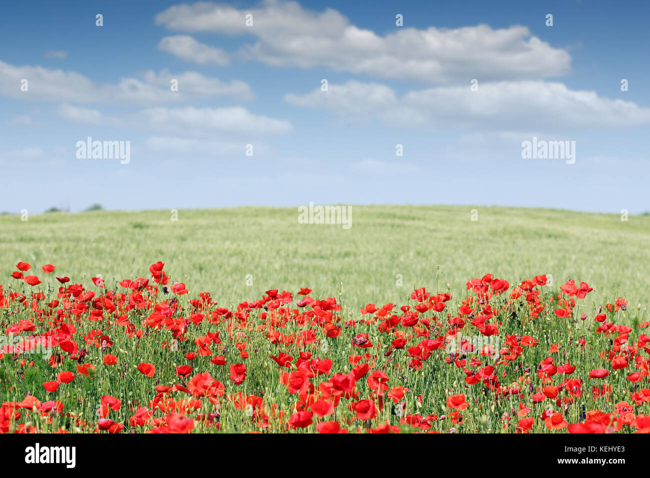 poppies flower field spring season Stock Photo - Alamy