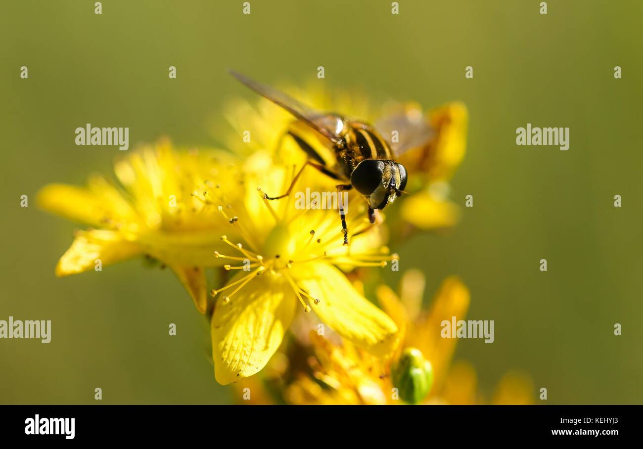 Yellow and Black insect on a yellow flower Stock Photo - Alamy