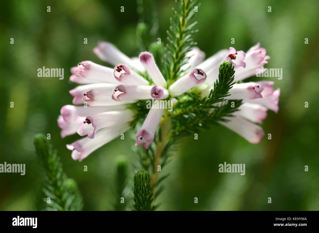 Beautiful purple flowers under sunlight in the garden Stock Photo - Alamy