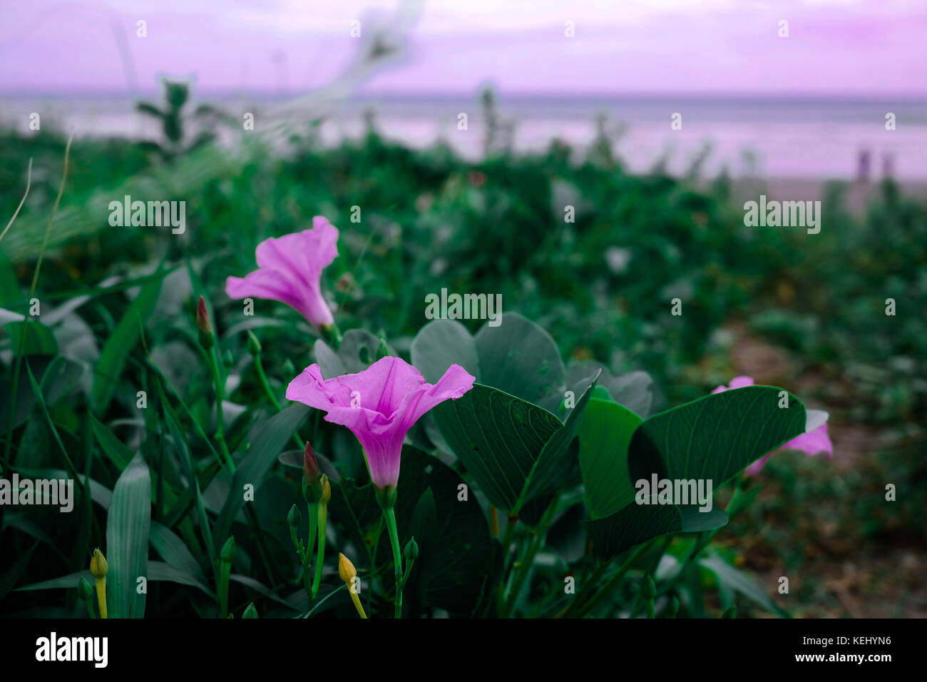 A field of violet flowers by the beach Stock Photo