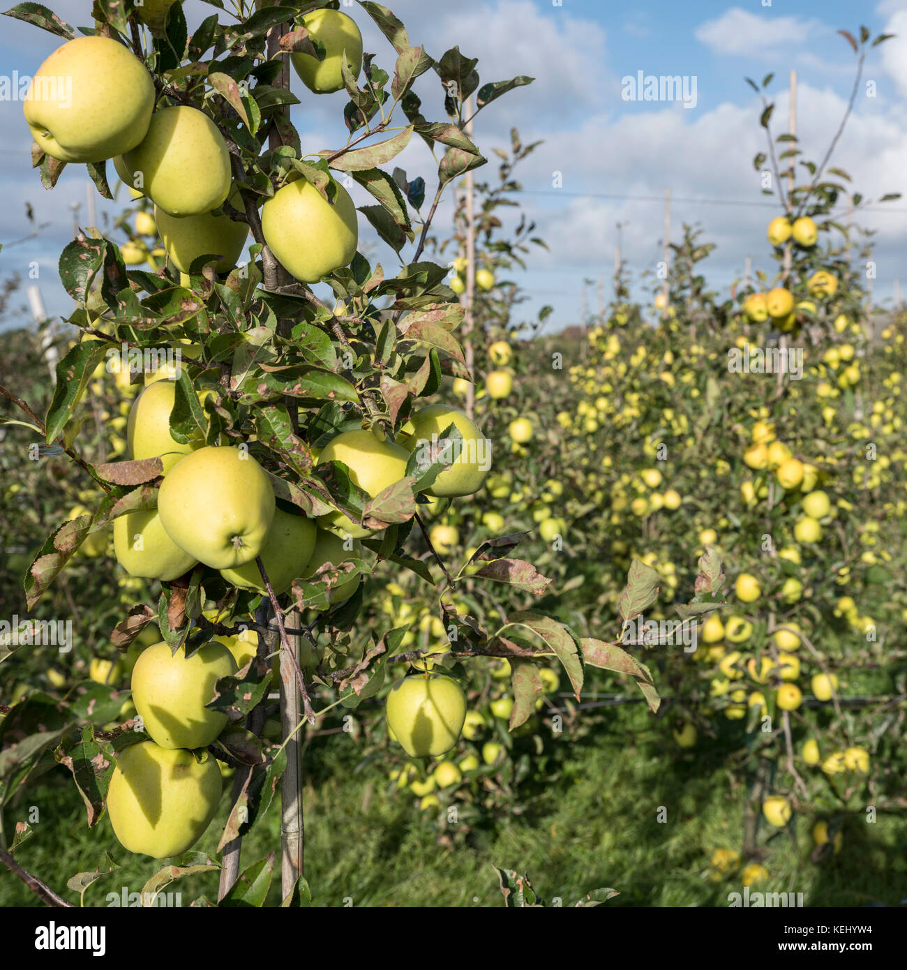 yellow golden delicious apples in dutch fruit orchard under blue sky in ...