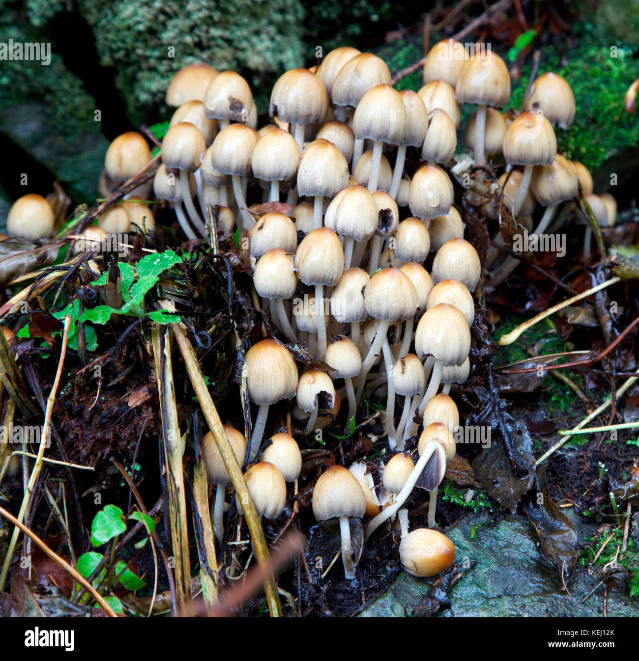 Coprinellies micaceus, edidble fungi growing in an Irish tree Stock Photo
