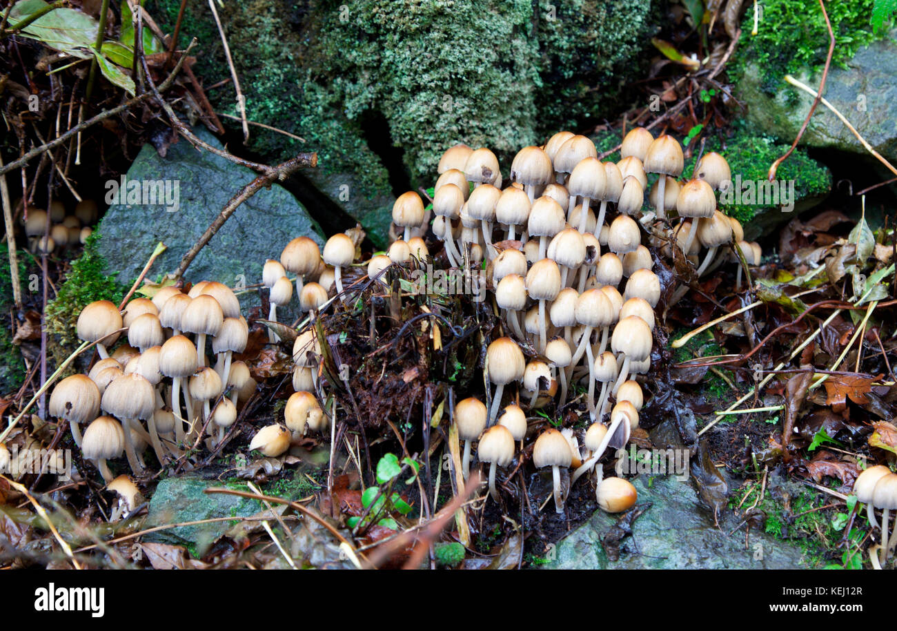 Cporinellies micaceus, edible fungi growing in an Irish woodland Stock Photo