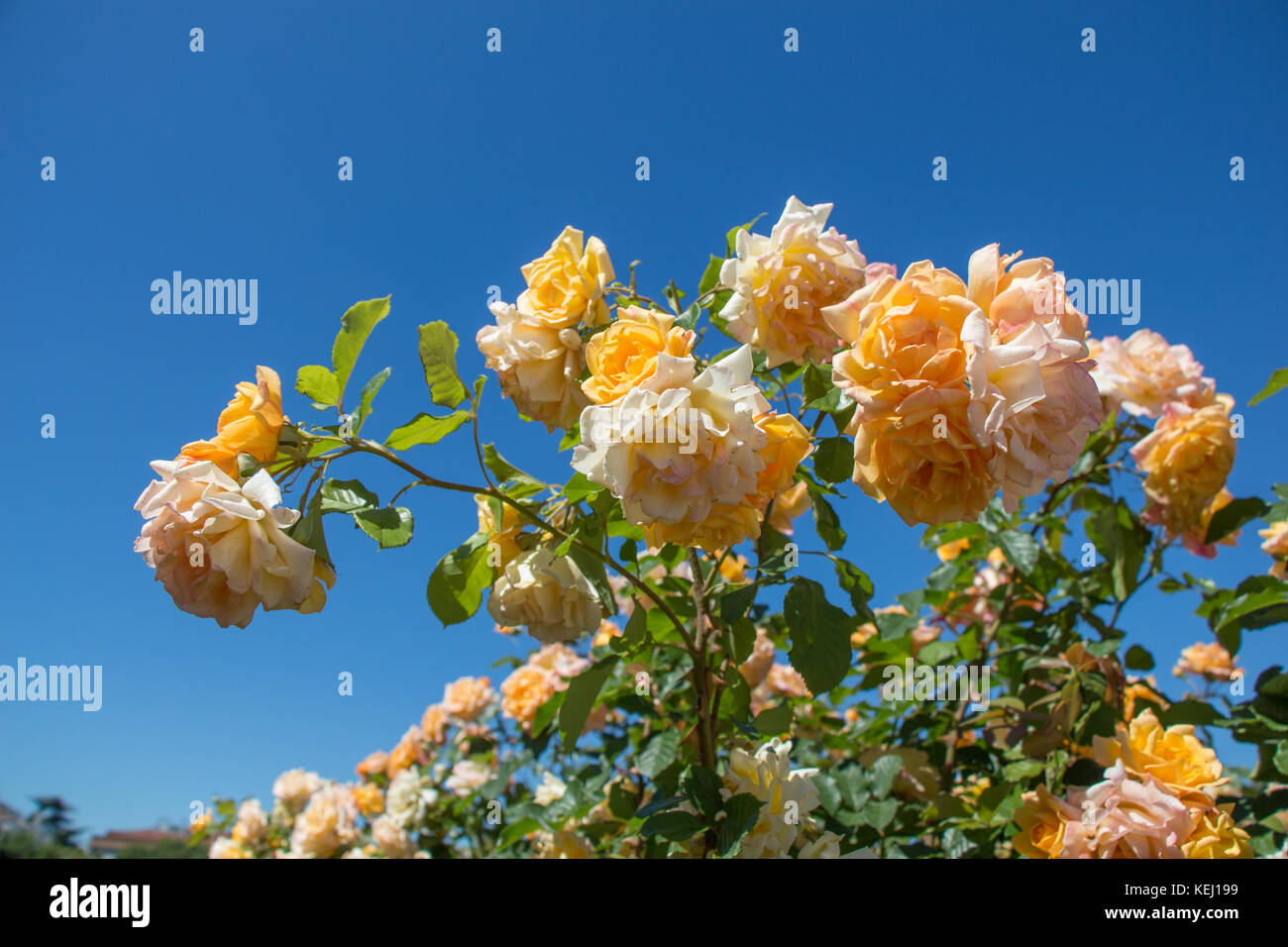 Beautiful colorful roses in a rose garden Stock Photo - Alamy
