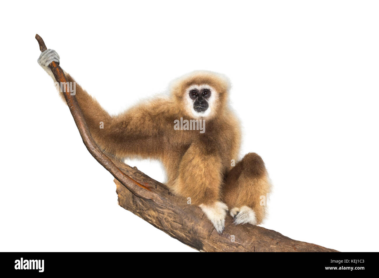 Lar, or white-handed gibbon (Hylobates lar), captive, isolated on white background. Stock Photo