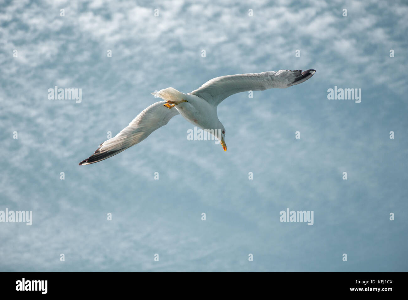 Single seagull flying in a cloudy sky as a background Stock Photo - Alamy