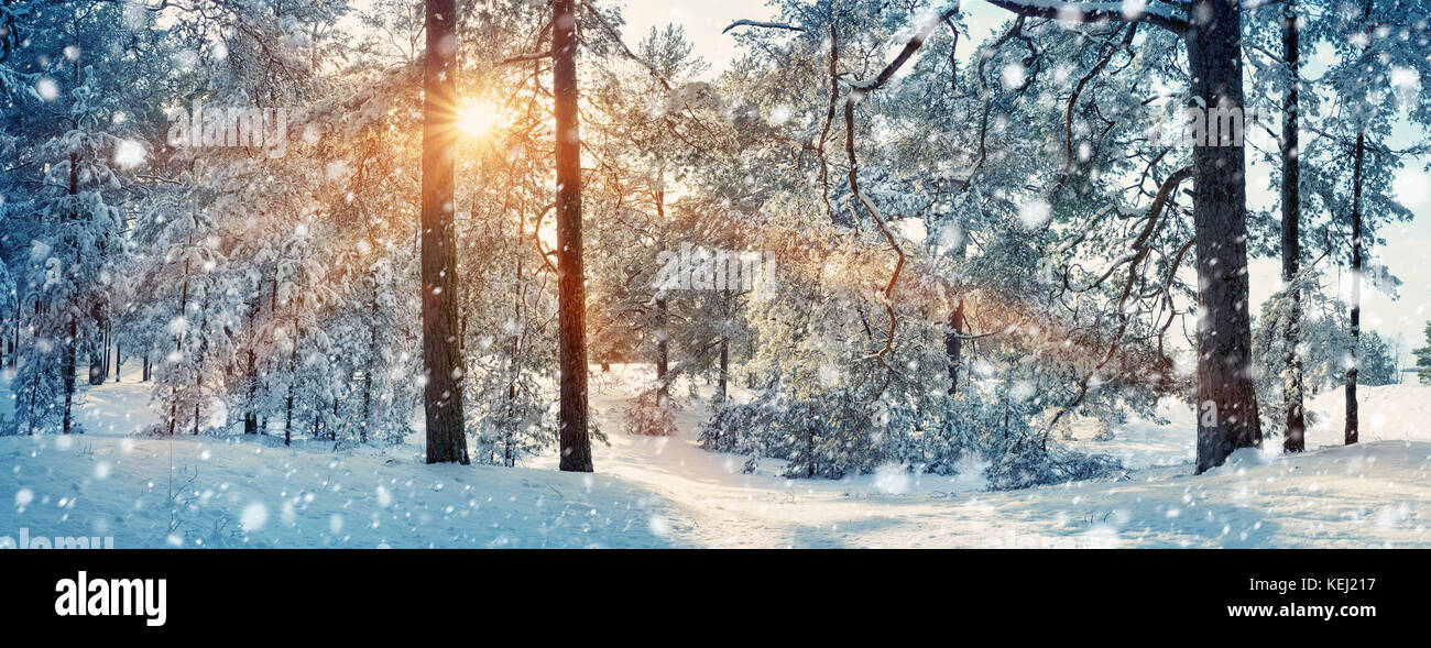 Pine trees covered with snow Stock Photo - Alamy