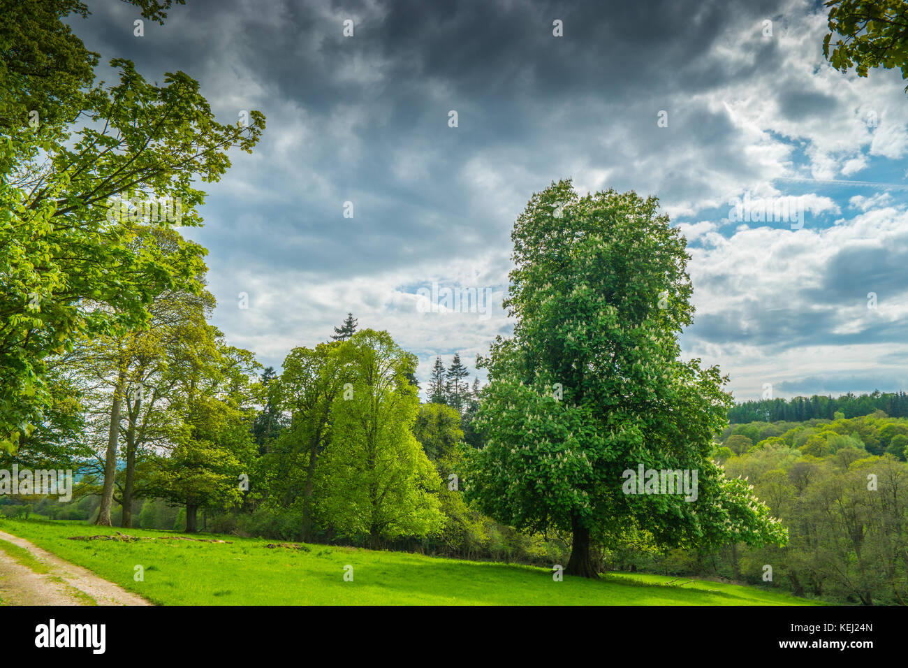Gwysanney with trees in spring Stock Photo