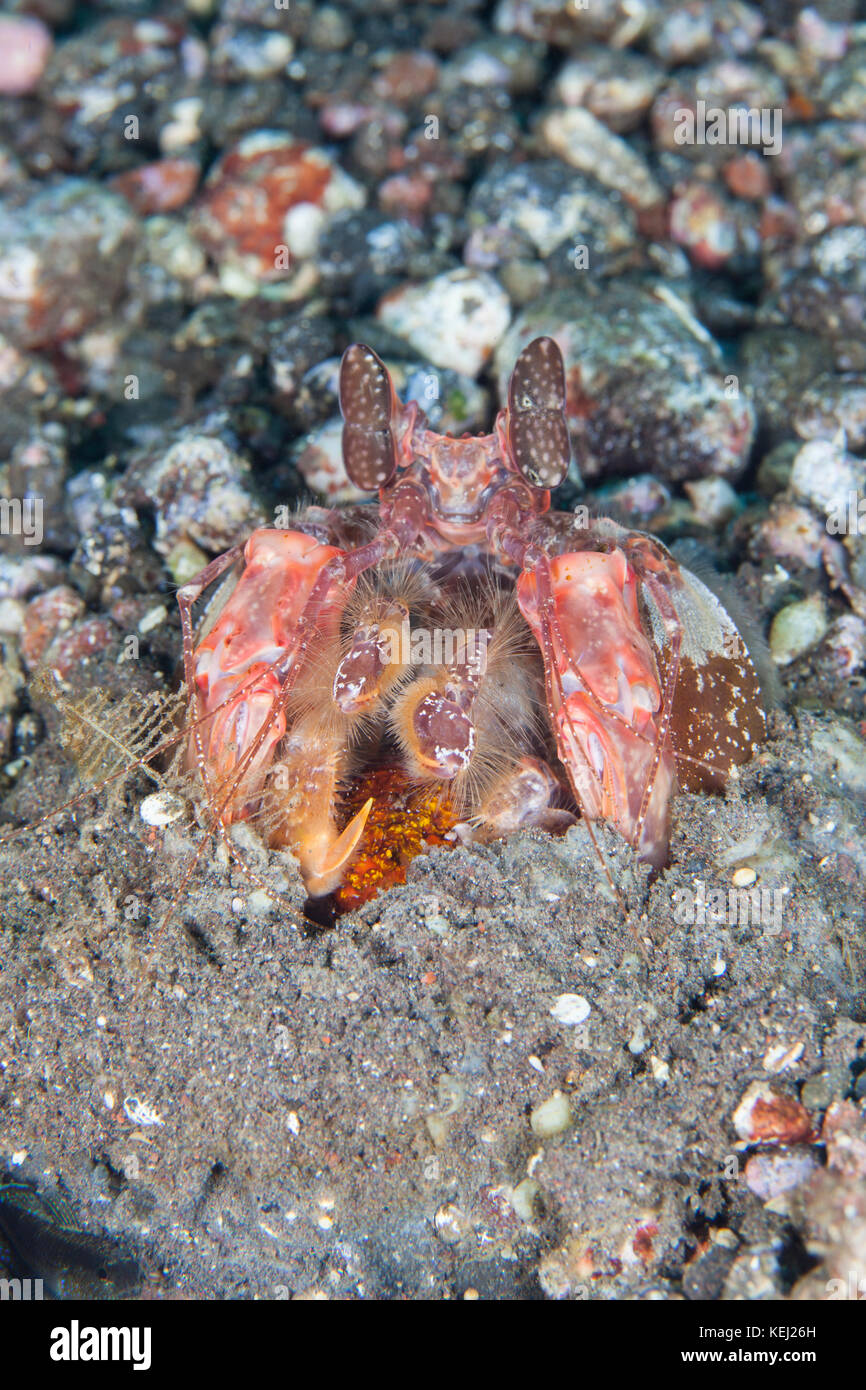 Lysiosquillina maculata the zebra mantis shrimp, striped mantis shrimp