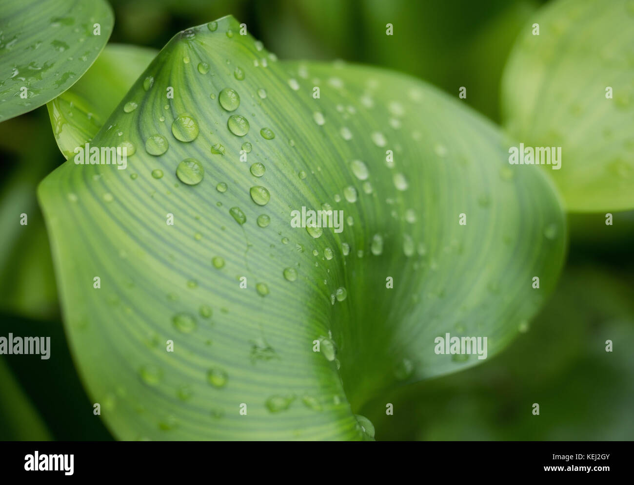 Water hyacinth with water droplets Stock Photo Alamy
