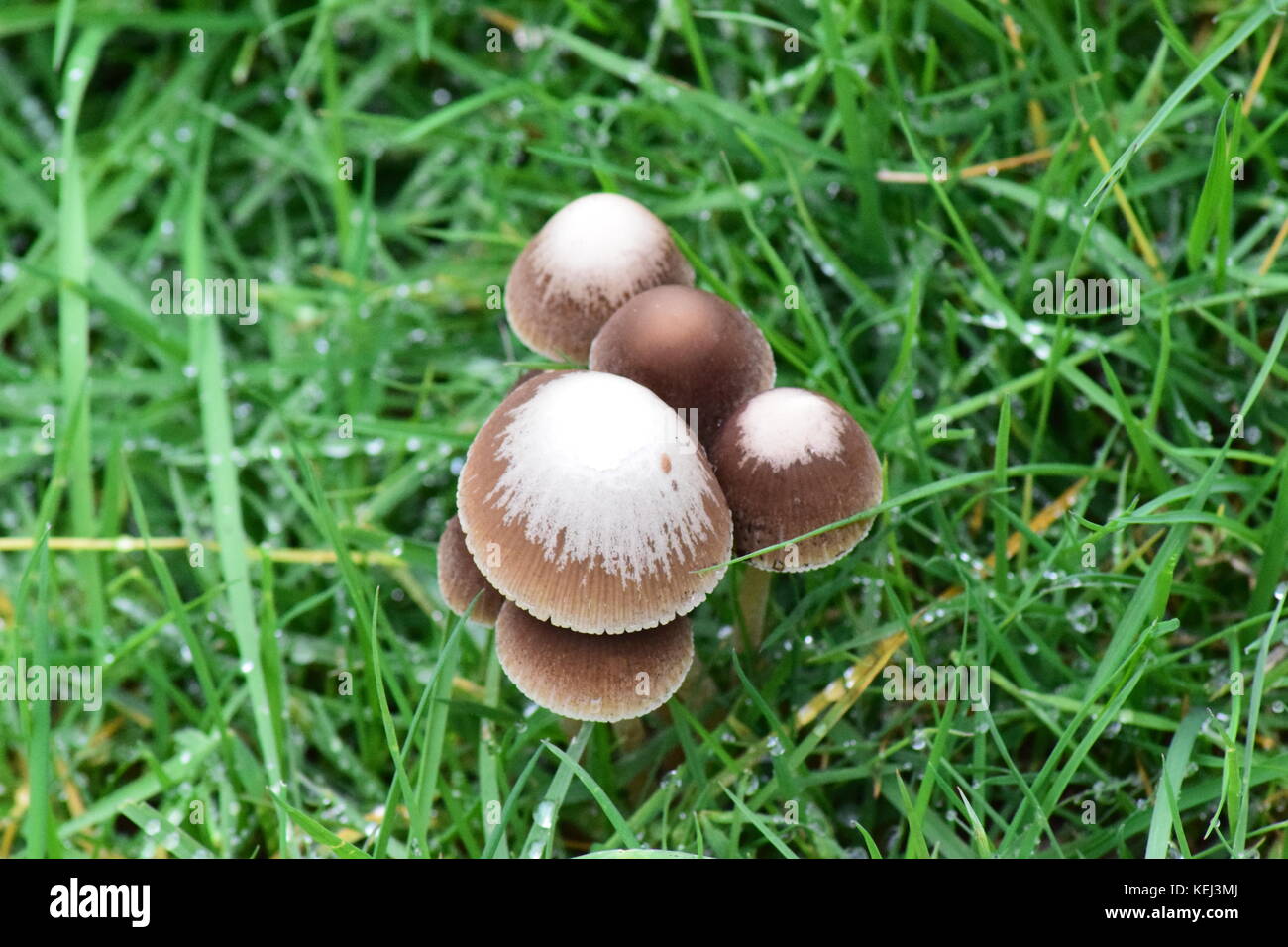 Mushrooms patch hires stock photography and images Alamy