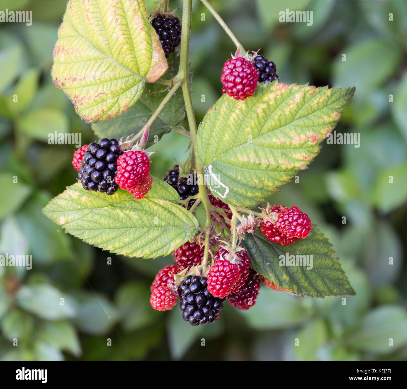 Blackberry bush with ripening black and red fruits Stock Photo