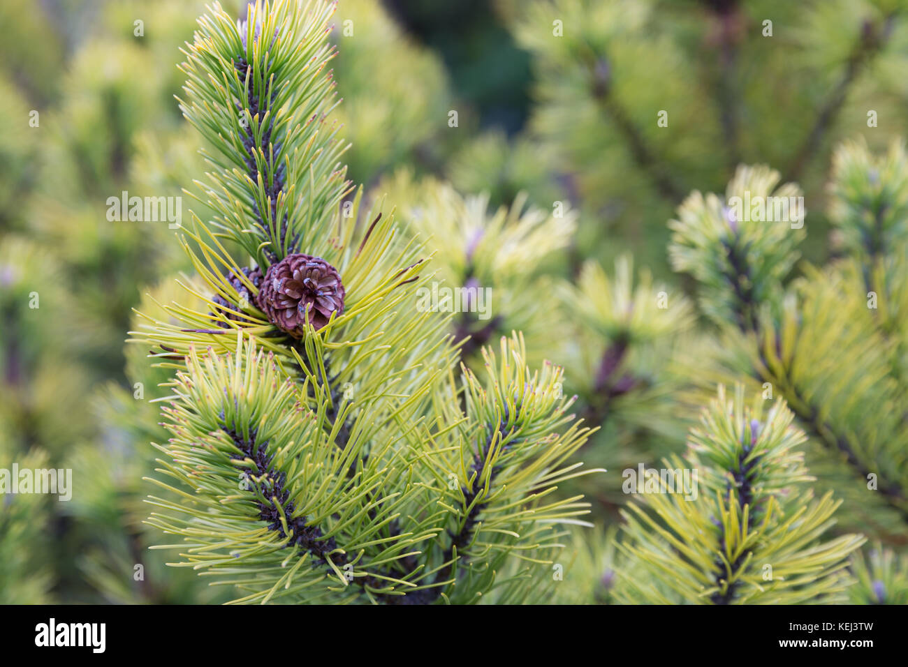 Background of fir tree with pine cone Stock Photo