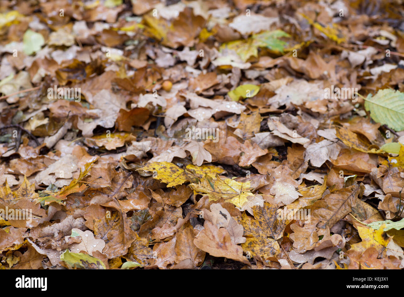 fallen fall leaves in forest Stock Photo - Alamy