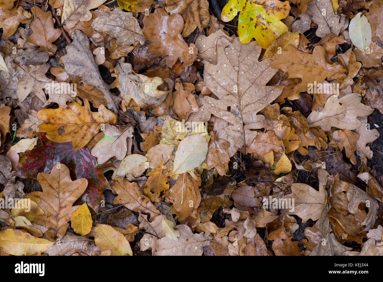 fallen fall leaves in forest Stock Photo - Alamy