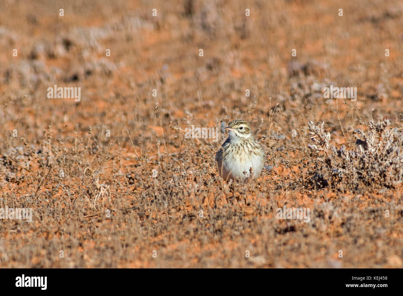 Horsfield's Bush Lark (Mirafra javanica). A grass land bird. Stock Photo