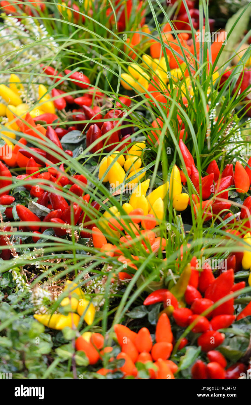 Chili peppers (Capsicum) Stock Photo