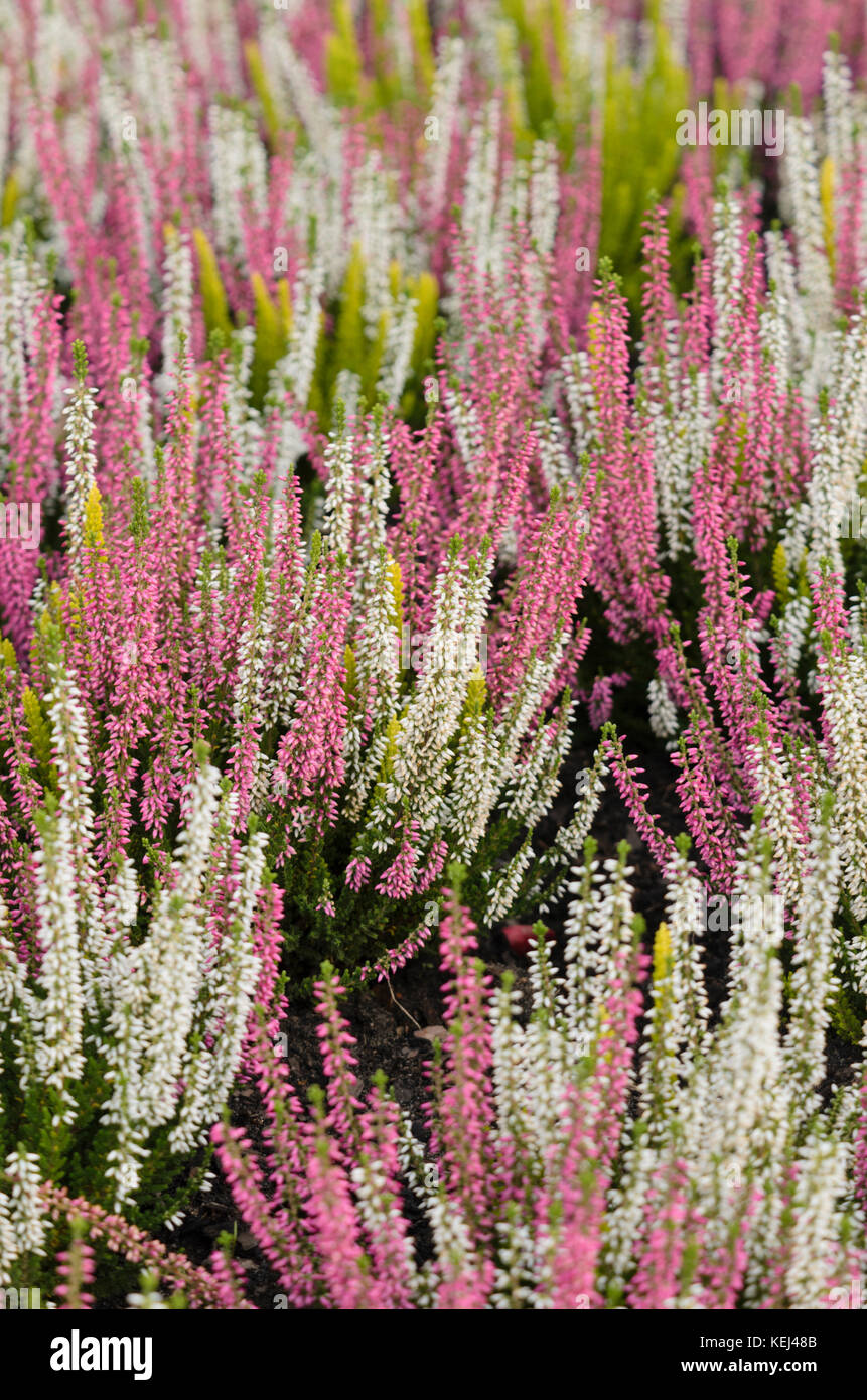 Common heather (Calluna vulgaris) Stock Photo