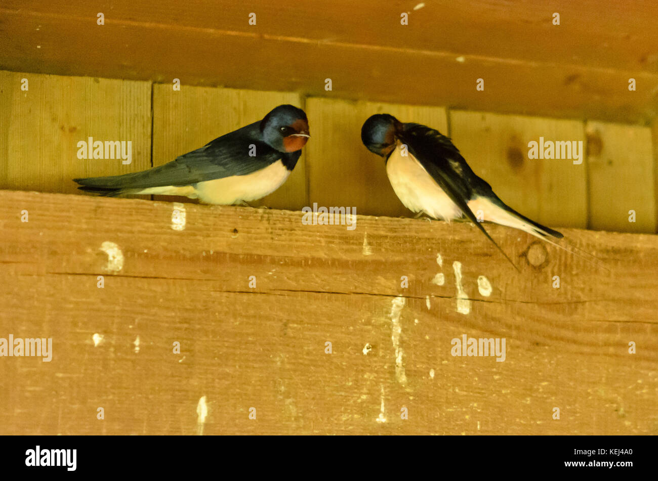Barn swallow (Hirundo rustica) Stock Photo