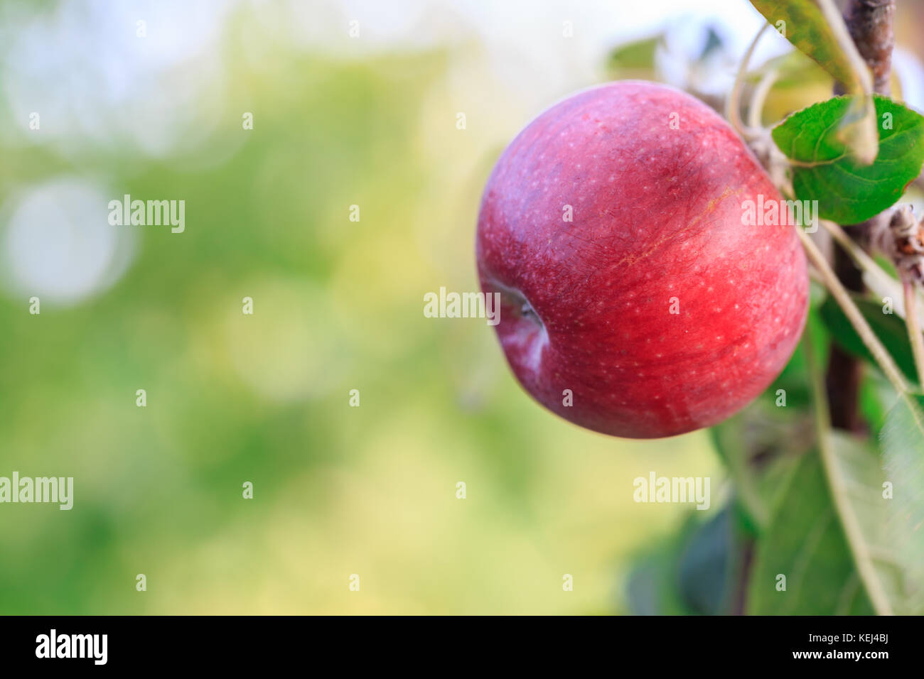 Red apple on the branch of the apple tree Stock Photo - Alamy