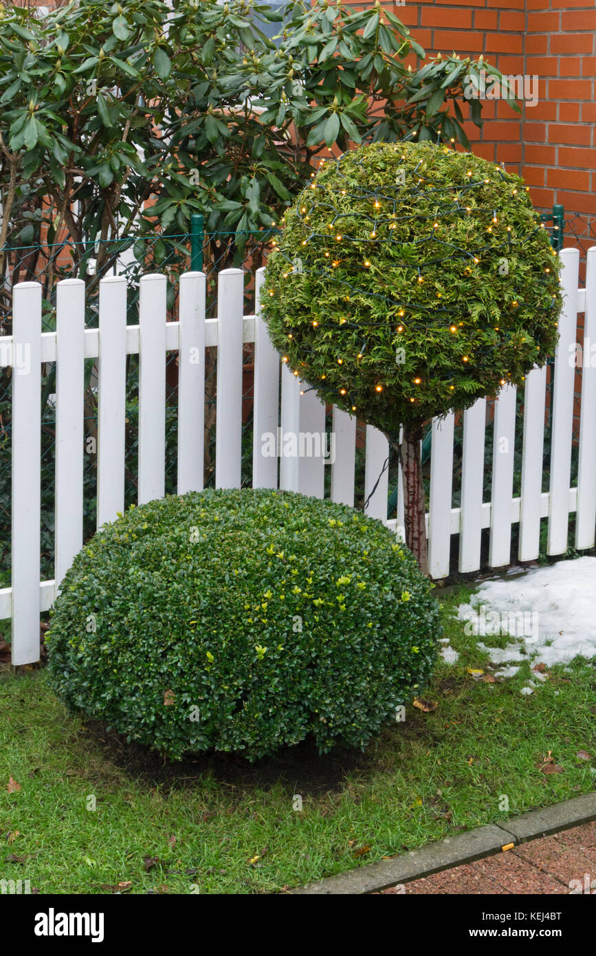 Trimmed trees with Christmas lights Stock Photo Alamy