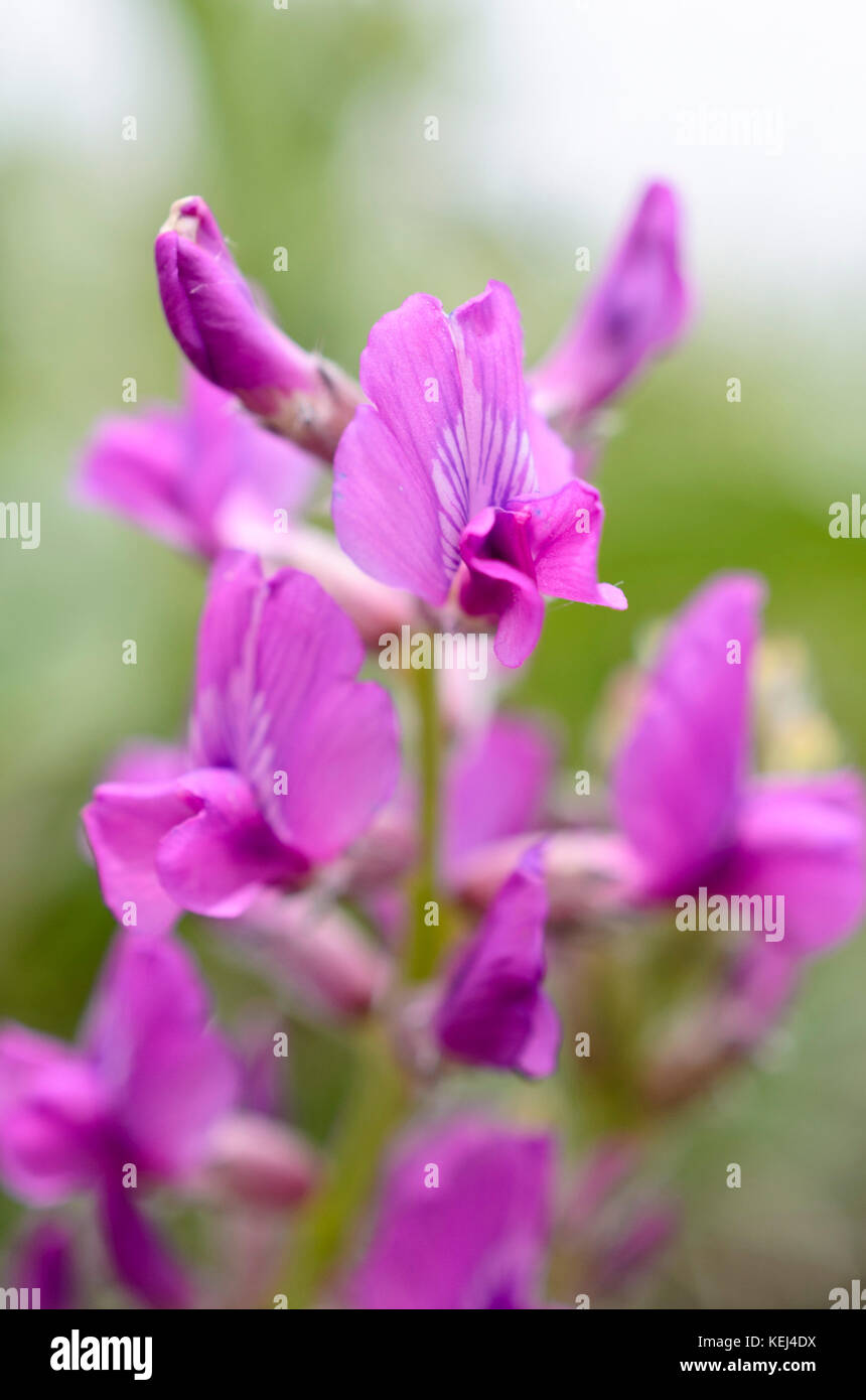 Northern chainpod (Hedysarum boreale) Stock Photo