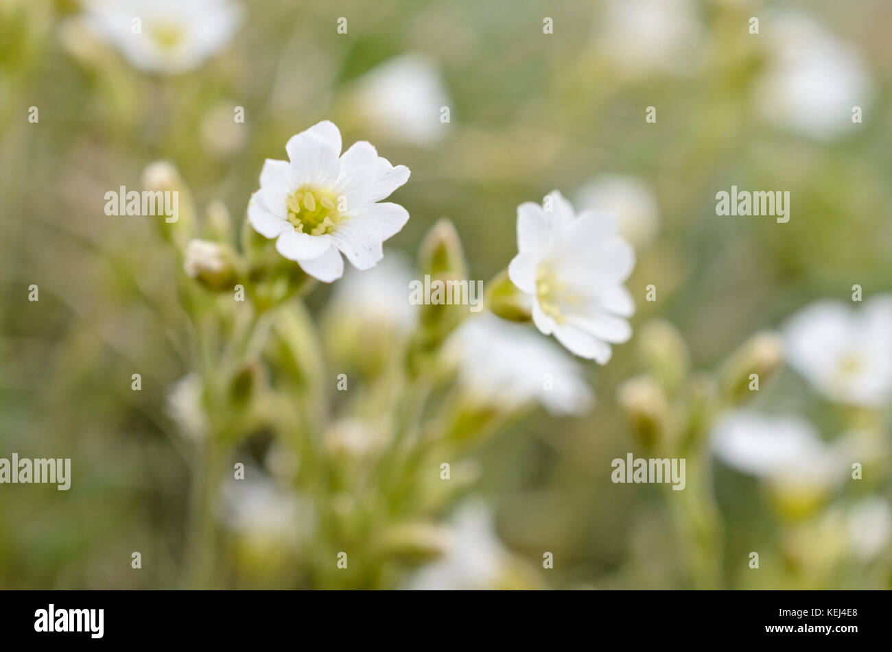 Field chickweed (Cerastium arvense) Stock Photo