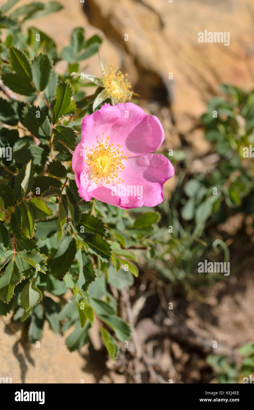 Rose (Rosa woodsii) Stock Photo