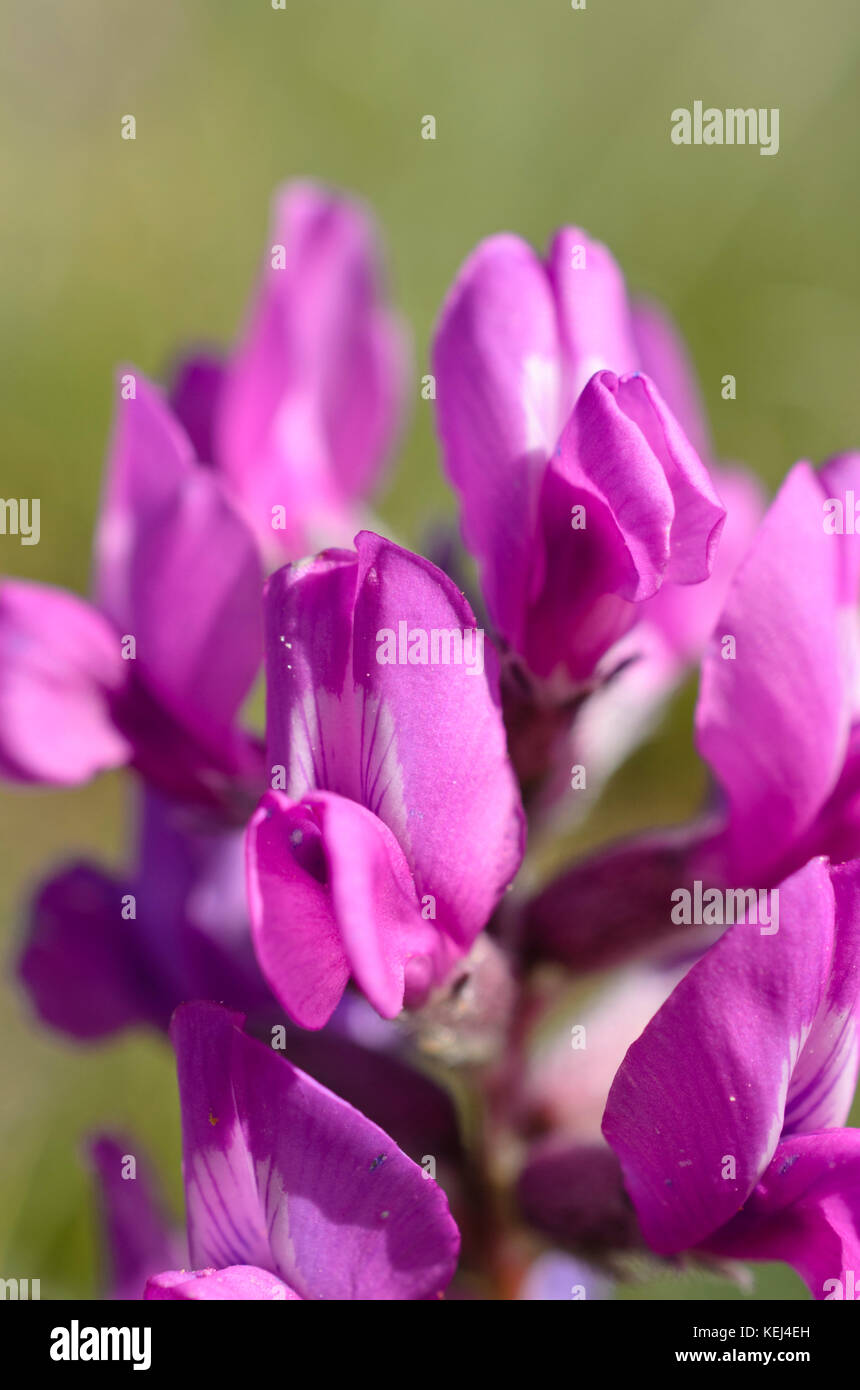 Northern chainpod (Hedysarum boreale) Stock Photo