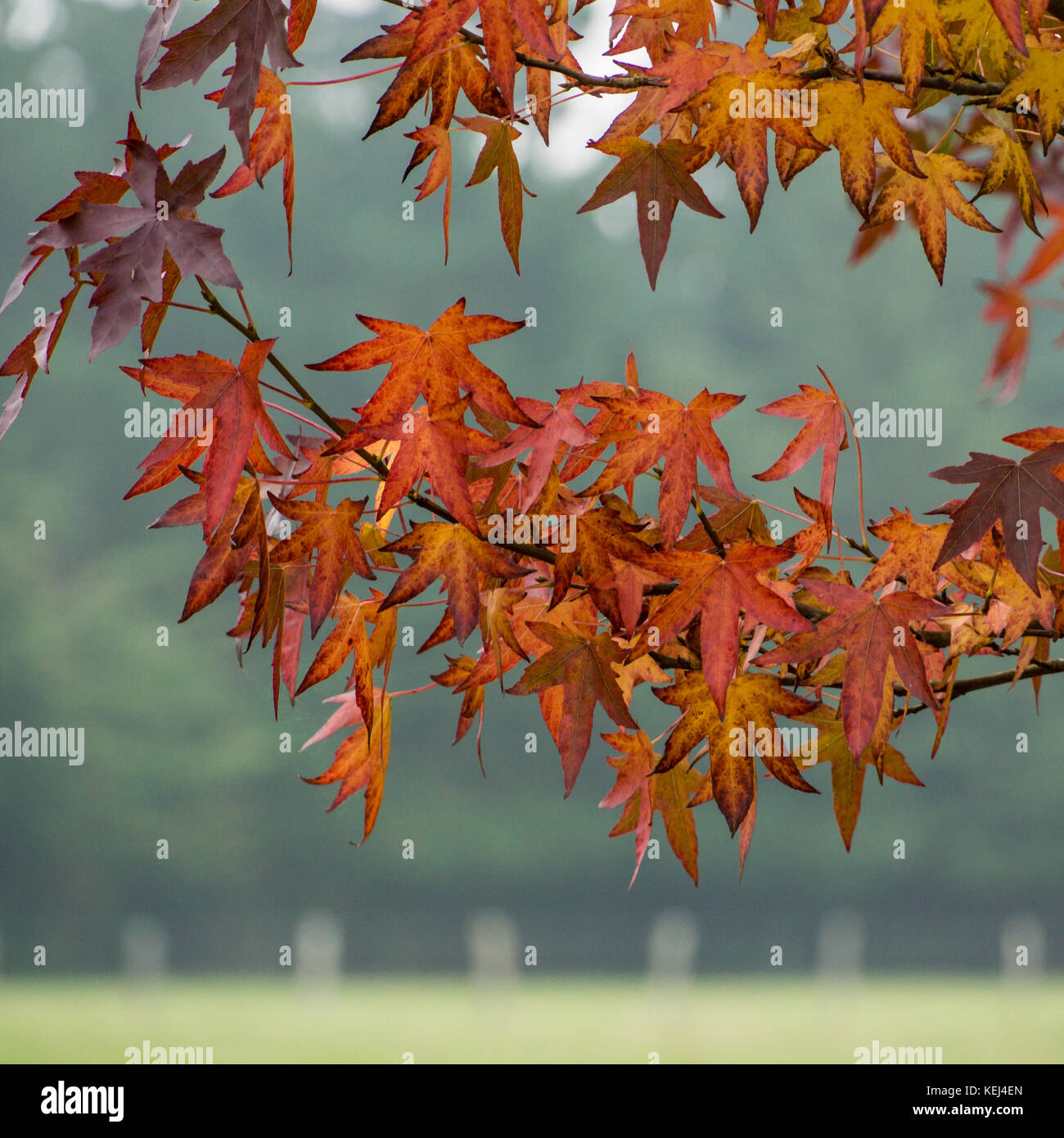 Square post leaves hi-res stock photography and images - Alamy