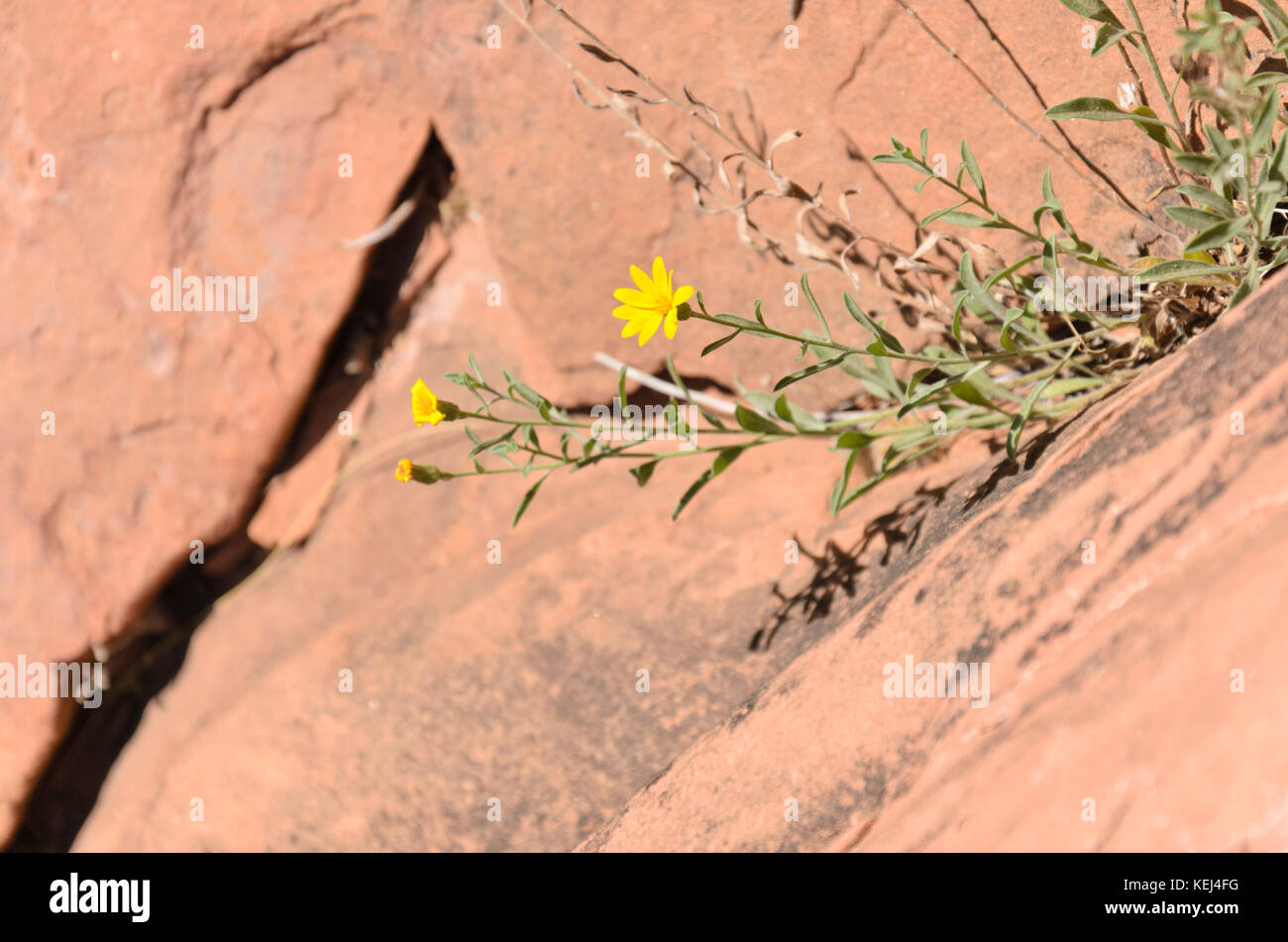 Showy goldeneye (Heliomeris multiflora syn. Viguiera multiflora) Stock Photo