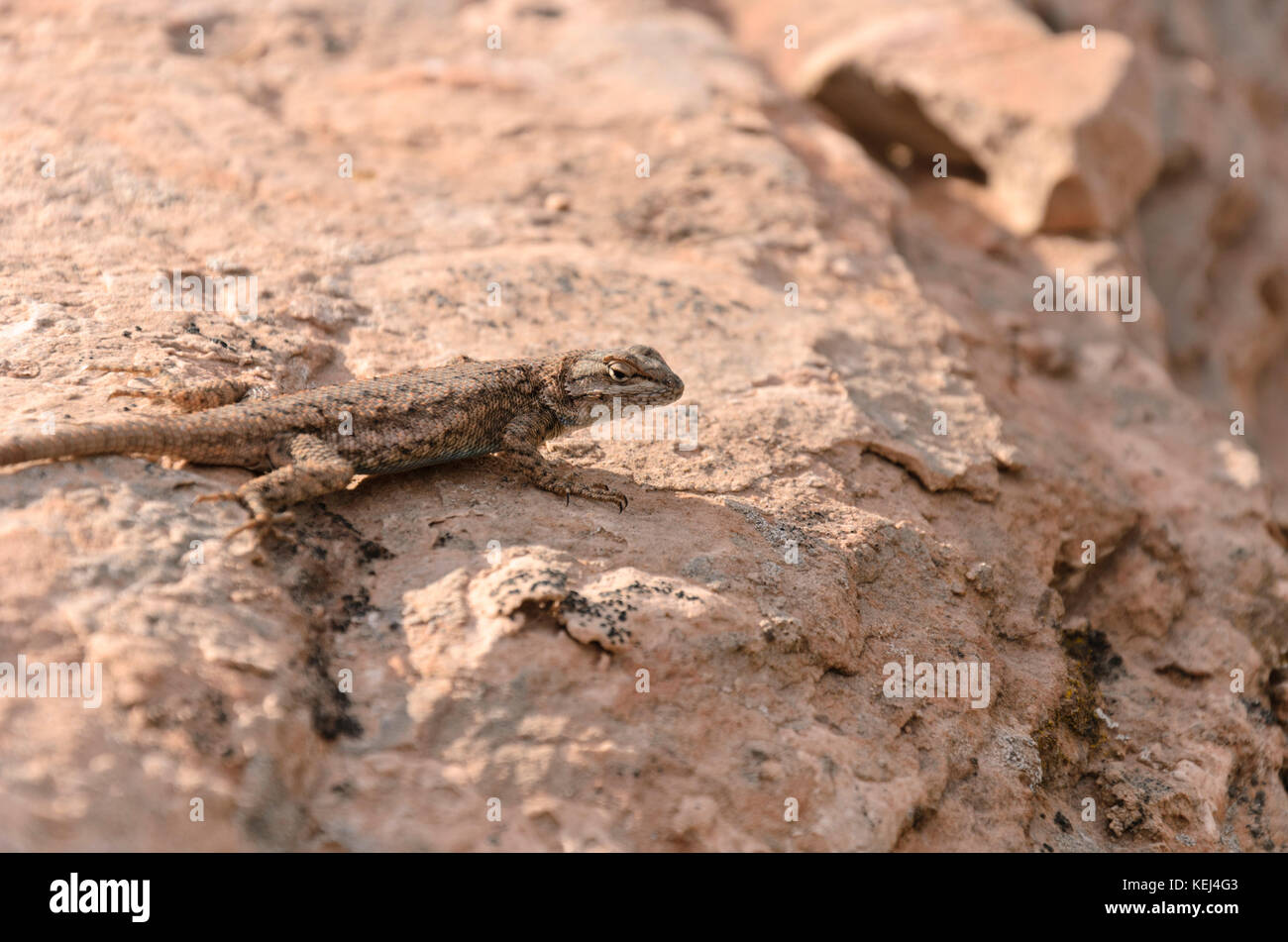 Eastern fence lizard (Sceloporus undulatus) Stock Photo