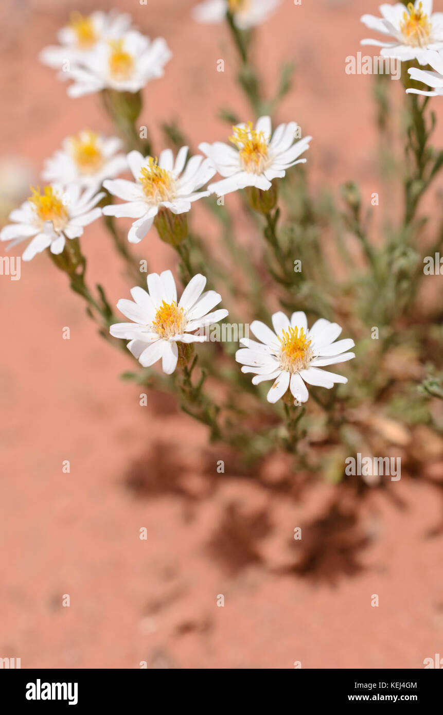 Rose heath (Chaetopappa ericoides) Stock Photo