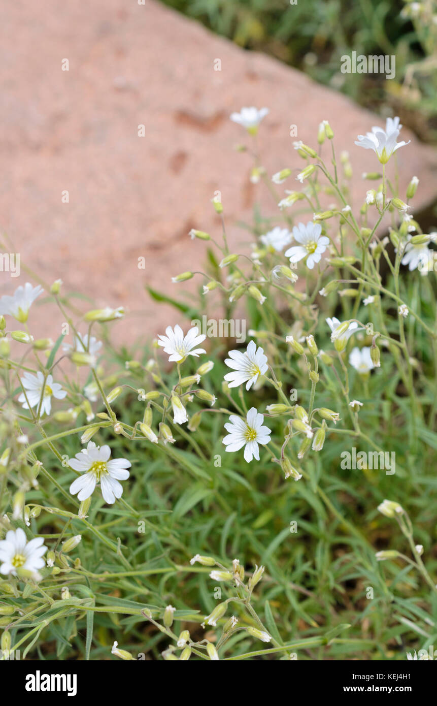 Mouse-ear chickweed (Cerastium strictum) Stock Photo