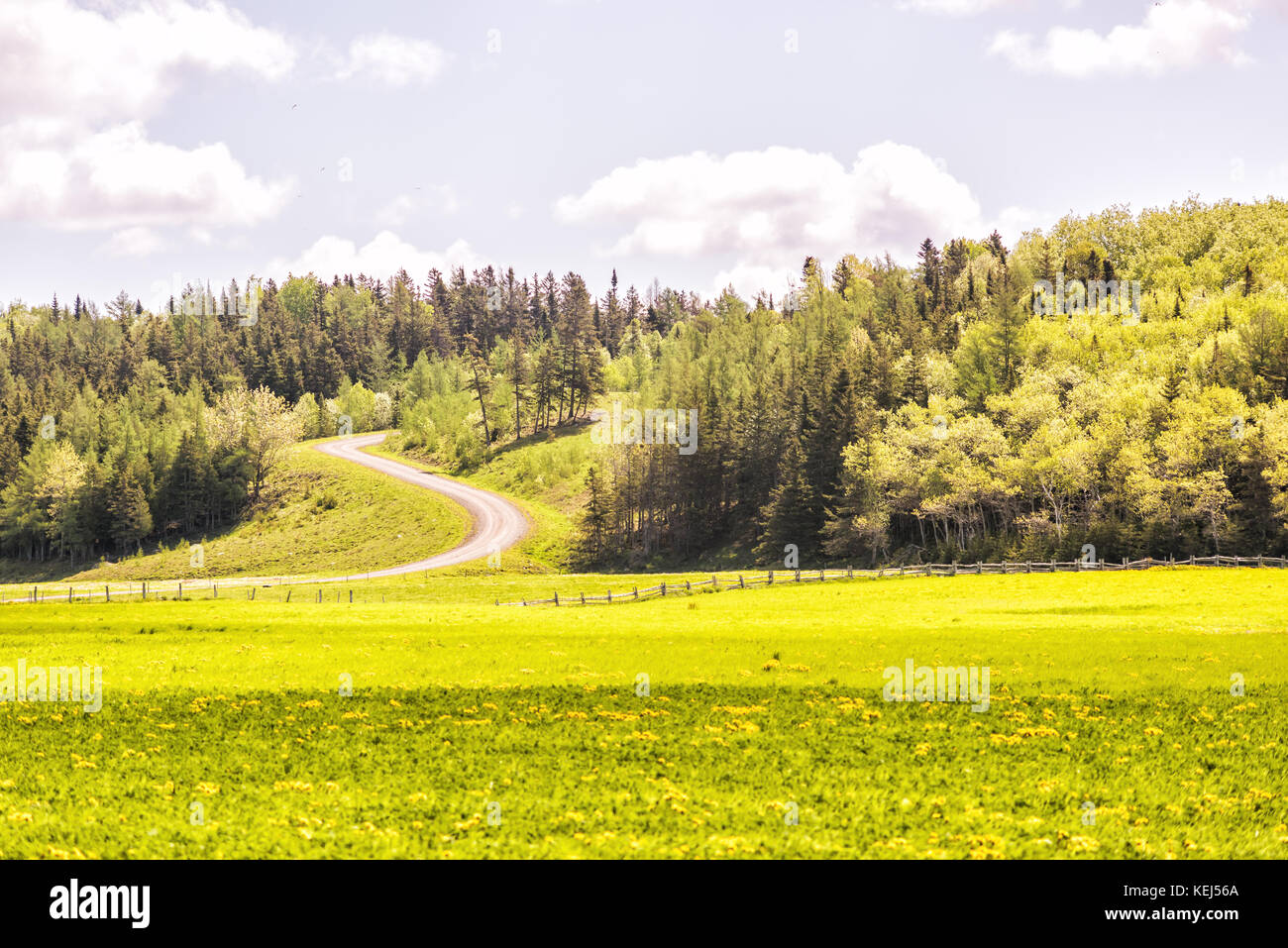Open field meadow with grass and yellow dandelion flowers in