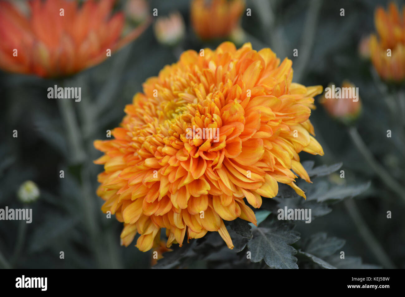 Mum flower in the garden Stock Photo Alamy