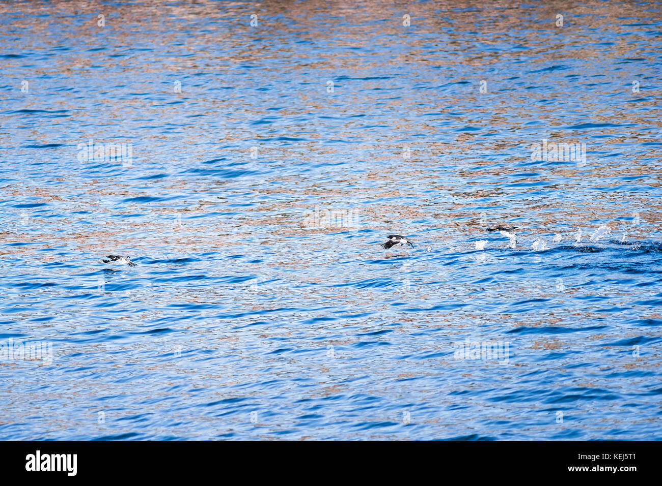 Three black guillemots birds diving, swimming and flying by water surface of ocean Stock Photo