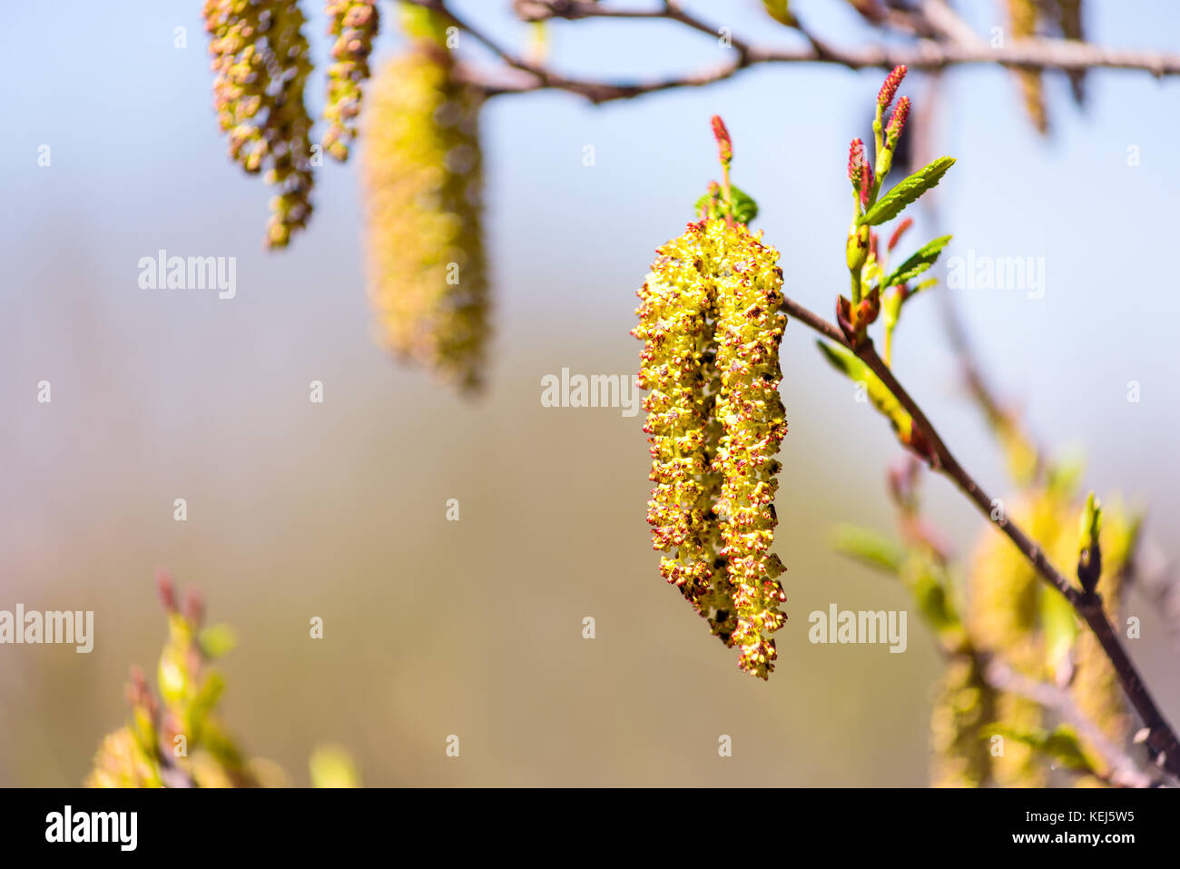 Macro closeup of hanging catkin on tree plant showing detail and