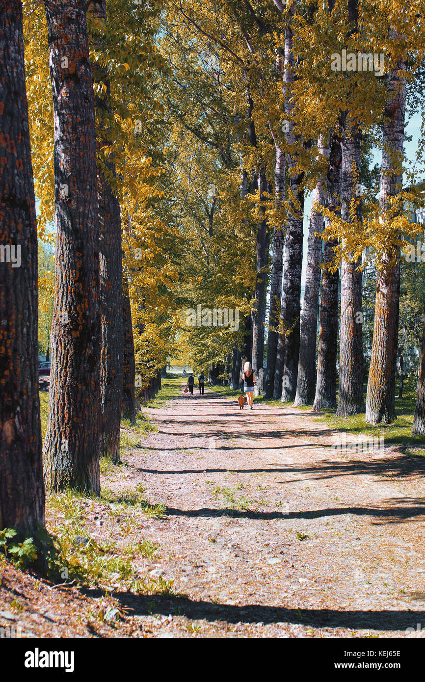 Alley of poplars with yellowing leaves in late summer Stock Photo - Alamy