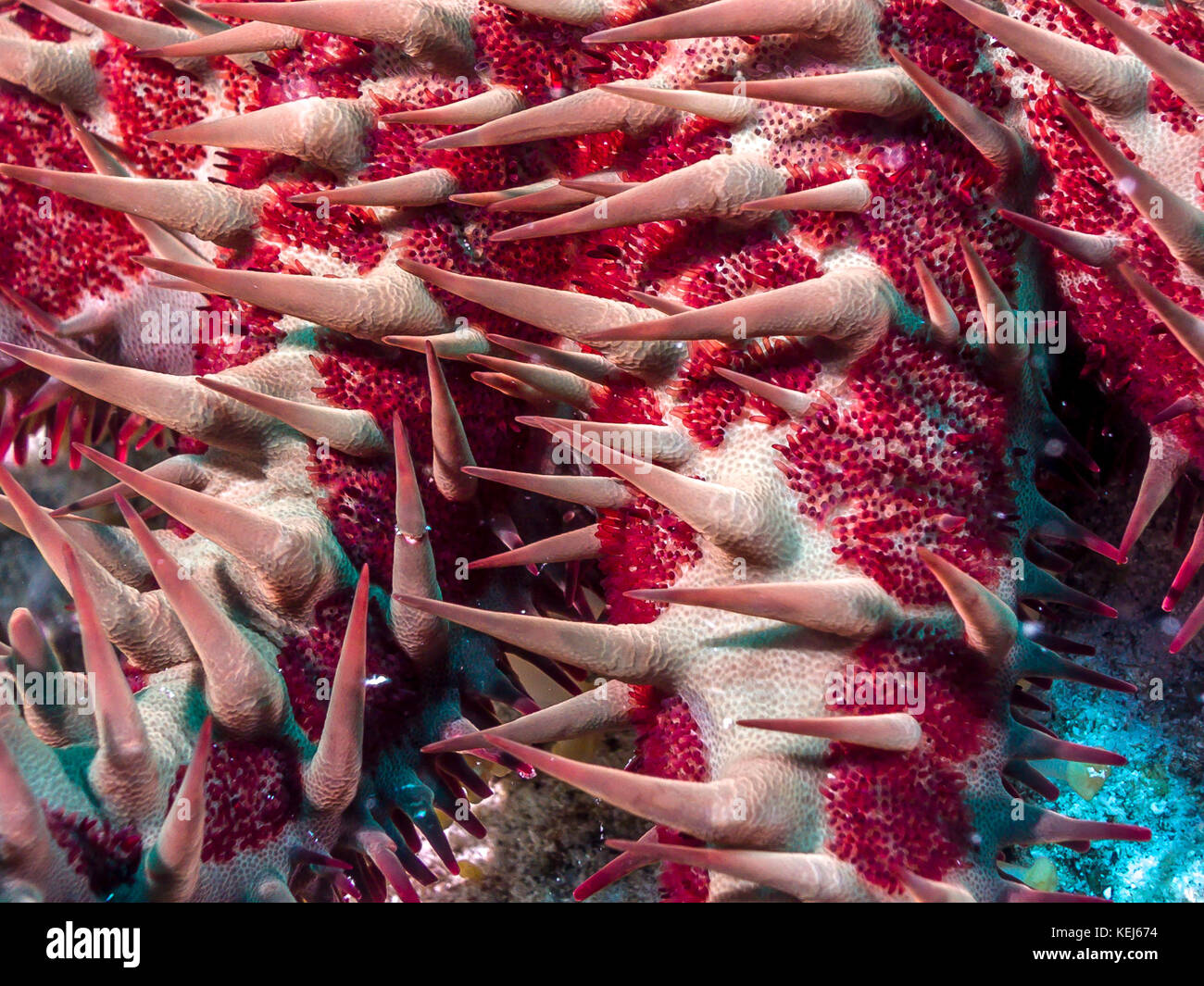 Multiple armed starfish starfish hi-res stock photography and images ...