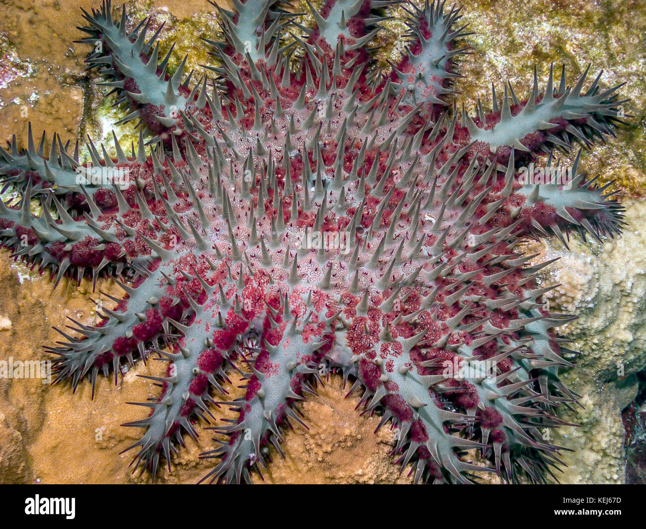 Multiple armed starfish starfish hi-res stock photography and images ...