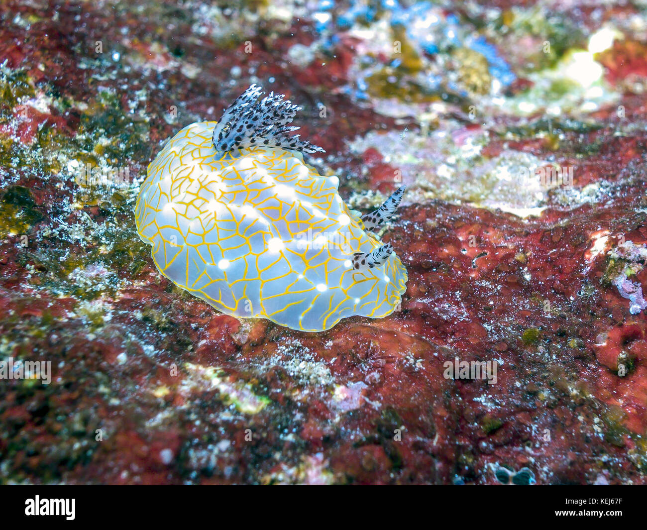 Nudibranchs, sea slugs and are members of the class Gastropoda in the phylum Mollusca Stock Photo