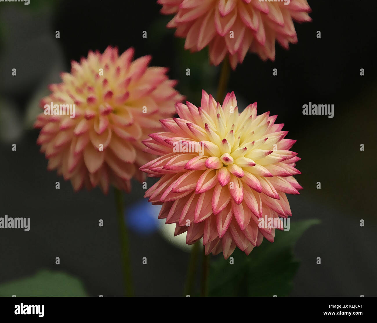 Dahlias come in a wide variety of colors, shapes and sizes, but they are always spectacular Stock Photo